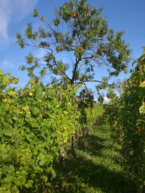 Weinbau Ehrenkirchen